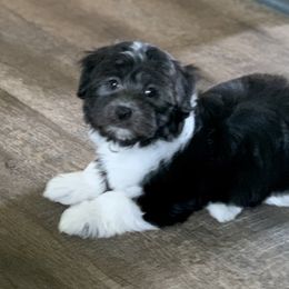 Havanese Puppies from PT Havanese