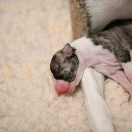 Whippet Puppies from Winstar Whippets