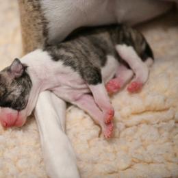 Whippet Puppies from Winstar Whippets