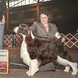 Aydan - English Springer Spaniel