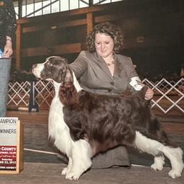 Aydan - English Springer Spaniel