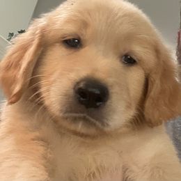 Red Rover - Golden male Golden Retriever puppy in Fresno, California from Warwick’s Central California Goldens
