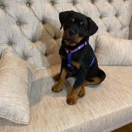 Rottweiler Puppies from Vom Arnold-Hause Rottweilers