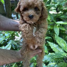 Pekingese, Poodle, and Shih Tzu Puppies from Happy puppies