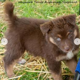 Ellie - Red tri-color female Australian Shepherd puppy in Bloomfield, New York from Wayward Trails Kennel