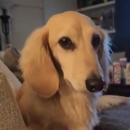 Boaz - Dachshund