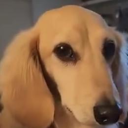 Boaz - Dachshund
