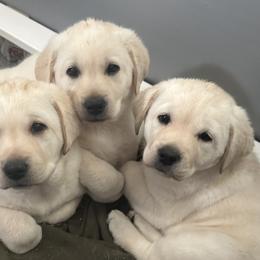 Labrador Retriever Puppies from Heather Luis