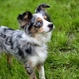 Australian Shepherds, Border Collies, Miniature American Shepherds, Miniature Australian Shepherds, and Toy Australian Shepherds from Aloe Aussies