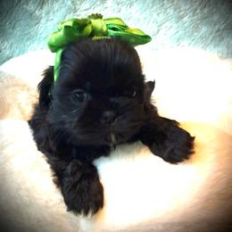 HARPER - Black female Shih Tzu puppy in Kamilche, Washington from Serendipity Shih tzu