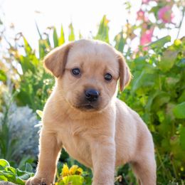 4th Pick Female - Yellow female Labrador Retriever puppy in Fresno, California from Whiskey River Labradors