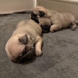 Pug Puppies from Sweet Mercy Farm