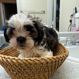 Bruce - Black and white male Shih Tzu puppy in Austell, Georgia from TACG