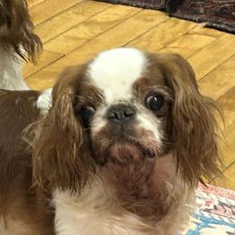 Fanta - English Toy Spaniel