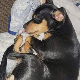 Dachshunds from Johnny's Dachshunds