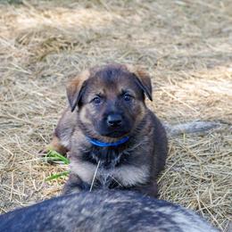 German Shepherd Puppies from Zwinger Vom Rabenauge