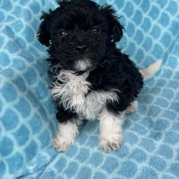 Clyde - Black & white male Maltipoo puppy in Lancaster, Kentucky from Dream Paws Puppies, LLC
