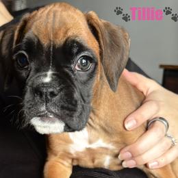 Tillie - Fawn female Boxer puppy in Cicero, New York from MK Boxer Haven of CNY