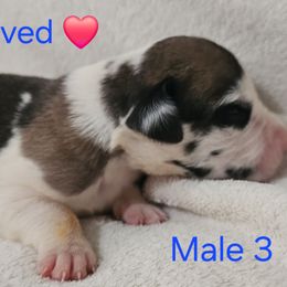 Male 3 - Brindle male Great Dane puppy in Mayfield, New York from Sacandaga Danes