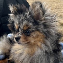 Pomeranians from Pride Land Poms