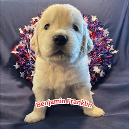 Paul - Light golden male Golden Retriever puppy in Lehigh Acres, Florida from Puppy Love