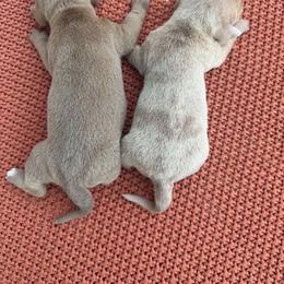 Dachshund puppies from Dachshunds on the Hill