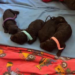 Jaden - Blue female Poodle puppy in Killingly, Connecticut from Isfahel Kennels