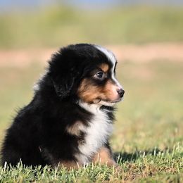 Finn - Black tri male Miniature American Shepherd puppy in Snyder, Texas from RLA Miniature American Shepherds