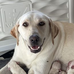 Briar - Labrador Retriever