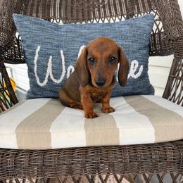 Blaze Pick Me - Sable male Dachshund puppy in Mansfield, Ohio from Ohio House of Frenchies and Mini Dachshunds