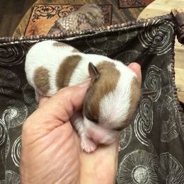 Clyde - Brown and white male Jack Russell Terrier puppy in Cleburne, Texas from Jordan's Shorty Jacks