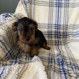 Boy 3 - Yorkshire Terrier puppy from Thomas Terriers