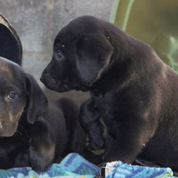 Labrador Retriever Puppies from Milliken Creek Labs