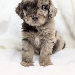 Brewer (Tan collar) - Red merle male Aussiedoodle puppy in Coulee City, Washington from Mr and Mrs Doodle Farm