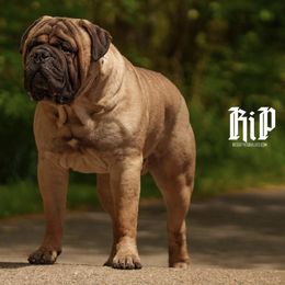 Rip - Bullmastiff