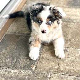 "Kona Mae- 2.5 months old" Miniature Australian Shepherd Puppies from Integrity Aussies Tx