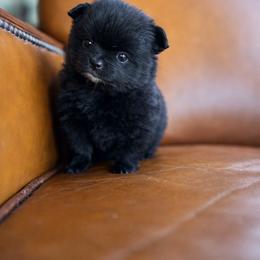 Opal - Black female Pomeranian puppy in Woodbury, Tennessee from Hollis Creek Farm