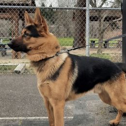 Belgian Malinois, Dutch Shepherds, and German Shepherds from VANDERLINDEN.POLITIEHONDEN