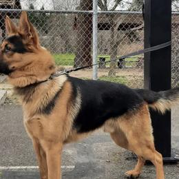 Belgian Malinois, Dutch Shepherds, and German Shepherds from VANDERLINDEN.POLITIEHONDEN