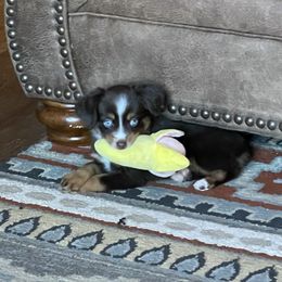 Miniature Australian Shepherd and Toy Australian Shepherd Puppies from Fireside Toy & Mini Aussies