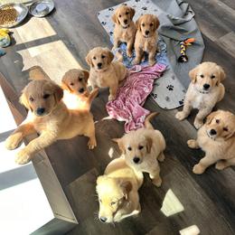 Golden Retriever Puppies from Wise Goldens