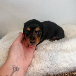 AKC Partial Dapple Girl - 2,800 - Dapple female Dachshund puppy in Fredericksburg, Texas from Goodman Dachshunds