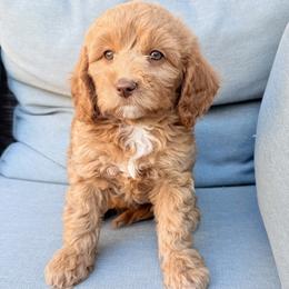 Maxine - Apricot female Goldendoodle puppy in Twin Falls, Idaho from Magic Valley Family Doodles