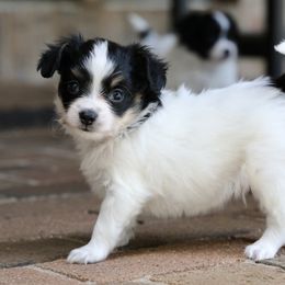 Chips - White black and tan male Papillon puppy in Boardman, Ohio from Taliaferro Kennel
