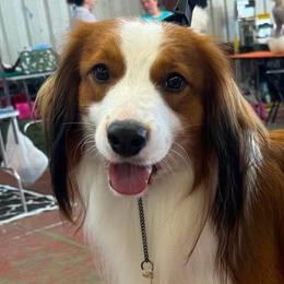 Conrad - Nederlandse Kooikerhondje