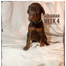 AQUAMAN - Red and rust male Doberman Pinscher puppy in Columbus, Ohio from Von Schaaf Haus DuPree