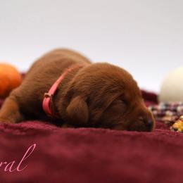 Female - Yellow female Labrador Retriever puppy in Sherrard, Illinois from Gochee Labs