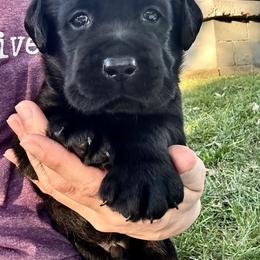 Ronald - Black male Labrador Retriever puppy in Rochester, New Hampshire from Merrydale Labradors