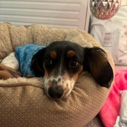 Ollie - Dachshund