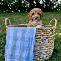 Yankee Doodle - Red  female Goldendoodle puppy in Gower, Missouri from Hillside Paws